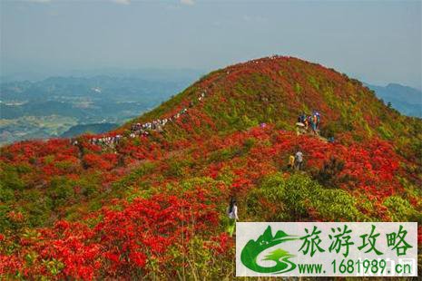 2022大围山国际杜鹃花节免费入园政策调整
