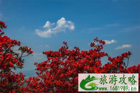 2022大围山国际杜鹃花节免费入园政策调整