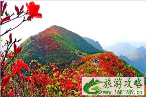 2022大围山国际杜鹃花节免费入园政策调整