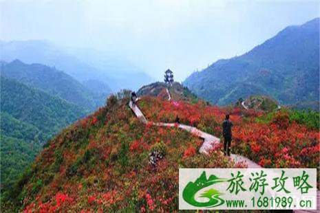2022大围山杜鹃花节4月20日开启
