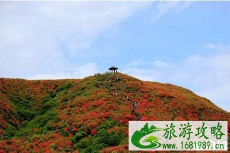 2022大围山杜鹃花节4月20日开启