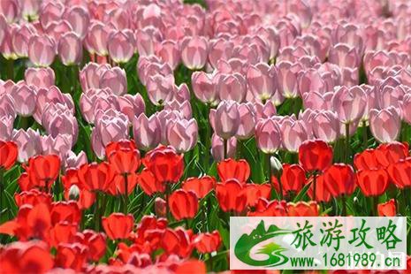 2022北京植物园郁金香开放 附赏花攻略