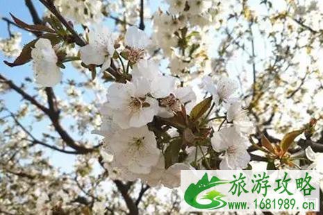 2022西集樱桃节什么时间+门票+地址+介绍