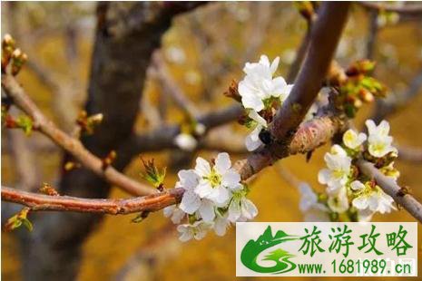 2022西集樱桃节什么时间+门票+地址+介绍