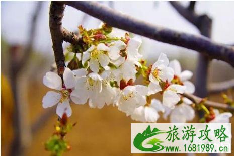 2022西集樱桃节什么时间+门票+地址+介绍
