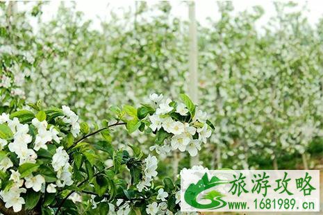 2022千阳苹果花节4月13日开启 附活动时间安排
