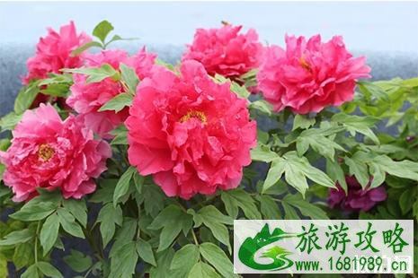 2022西充牡丹节5月4日截止 附活动攻略