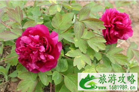 2022西充牡丹节5月4日截止 附活动攻略