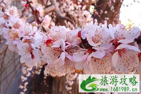 2022敦煌李广杏花节时间 附活动时间安排