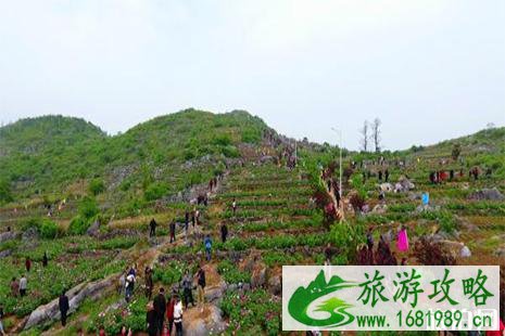 2022双峰甘棠芍药花节4月19日开启