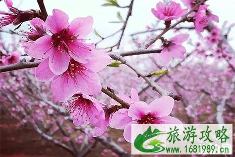 2022莱西南墅桃花节4月13日开启 附赏花攻略