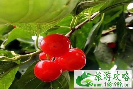 2022蒲江樱桃节什么时候+交通+亮点介绍