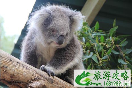 澳洲入境不可以带什么 澳洲离境不可以带什么