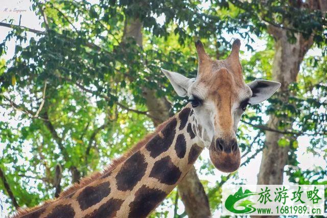 新加坡旅游详细攻略2022最新版 新加坡旅游详细攻略2022最新版