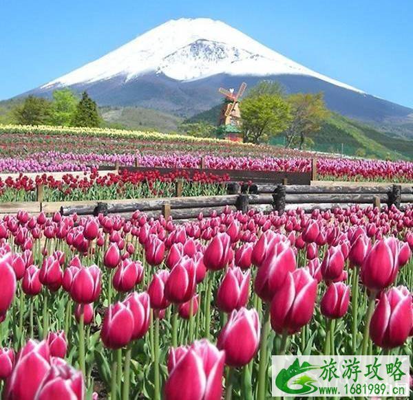 2022日本富士山年度郁金香节活动 2022日本富士山年度郁金香节活动