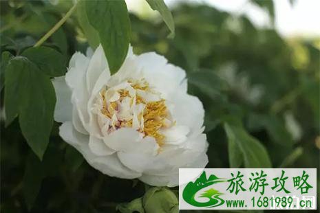 中国国花园门票 中国国花园花期信息 中国国花园门票 中国国花园花期信息