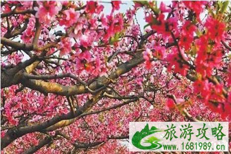 2022深州桃花节是几月几日 2022深州桃花节在哪+活动攻略 2022深州桃花节是几月几日 2022深州桃花节在哪+活动攻略