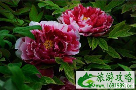 2022中国国花园牡丹花会期间活动 免费展+展销 2022中国国花园牡丹花会期间活动 免费展+展销