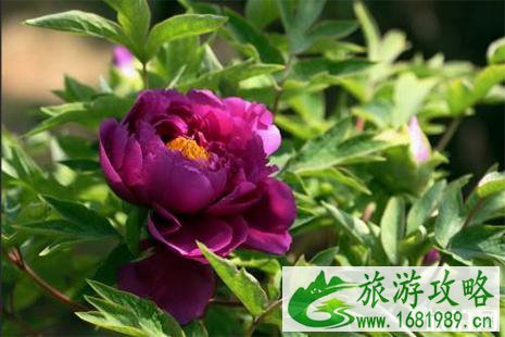 2022中国国花园牡丹花会期间活动 免费展+展销 2022中国国花园牡丹花会期间活动 免费展+展销