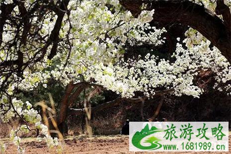 2022上司岭头梨花节4月14日开启 2022上司岭头梨花节4月14日开启