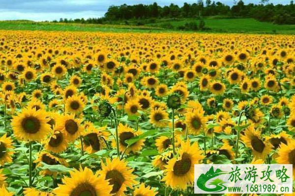 广州百万葵园一日游攻略 广州百万葵园一日游攻略