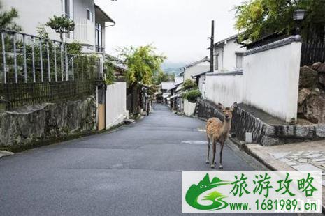日本宫岛旅游攻略