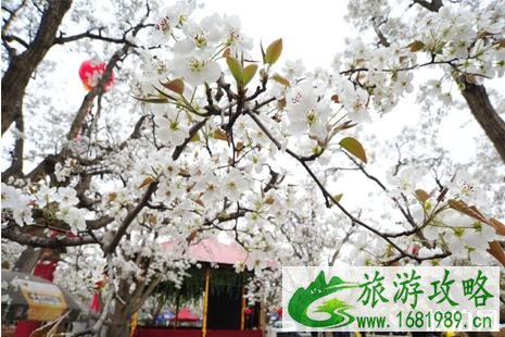 2022什川梨花节时间+门票+交通+活动介绍 2022什川梨花节时间+门票+交通+活动介绍
