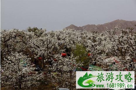 2022什川梨花节时间+门票+交通+活动介绍 2022什川梨花节时间+门票+交通+活动介绍
