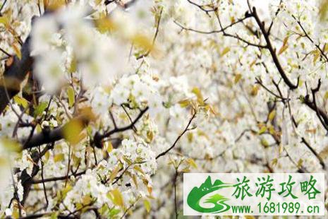 2022平遥梨花节是哪天+地址+介绍