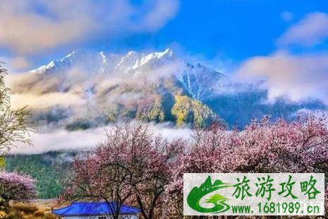 2022贵德梨花开了吗 贵德梨花观赏路线