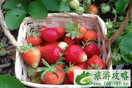 最新泰城草莓采摘地推荐