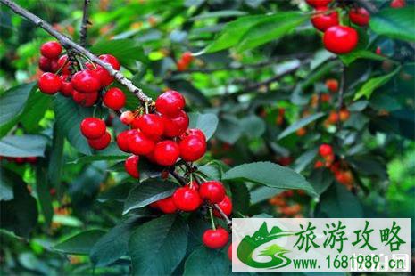 2022荣昌樱桃采摘节4月13日开启 2022荣昌樱桃采摘节4月13日开启