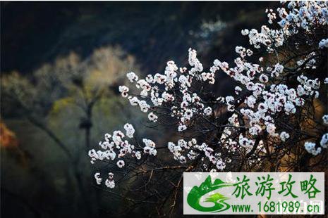 2022准格尔旗杏花节4月13日开启 附活动时间安排