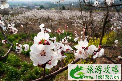 2022准格尔旗杏花节4月13日开启 附活动时间安排