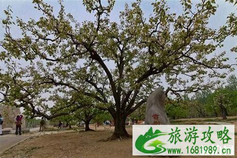 2022北京大兴梨花节 赏花地点+交通攻略+游玩线路 2022北京大兴梨花节 赏花地点+交通攻略+游玩线路