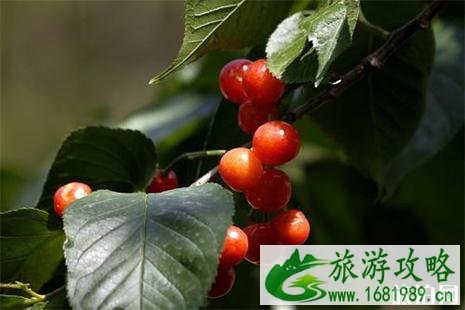 2022保定阜平樱花节4月20日开启 附活动时间安排 2022保定阜平樱花节4月20日开启 附活动时间安排