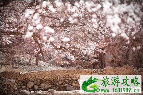 2022年四月哪里看花好
