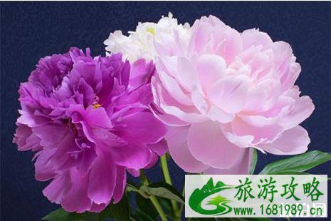 2022东湖牡丹花会门票信息