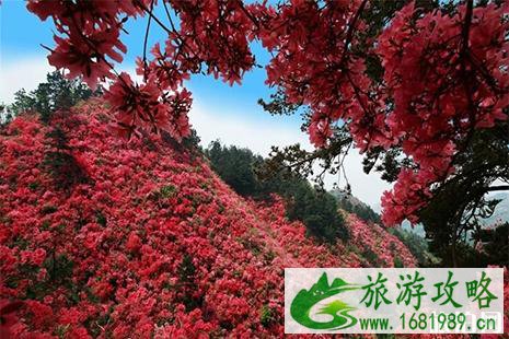 2022云雾山杜鹃花节5月10日结束 附门票信息+活动内容