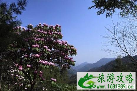 2022木王山杜鹃花节4月3日开启 附门票信息