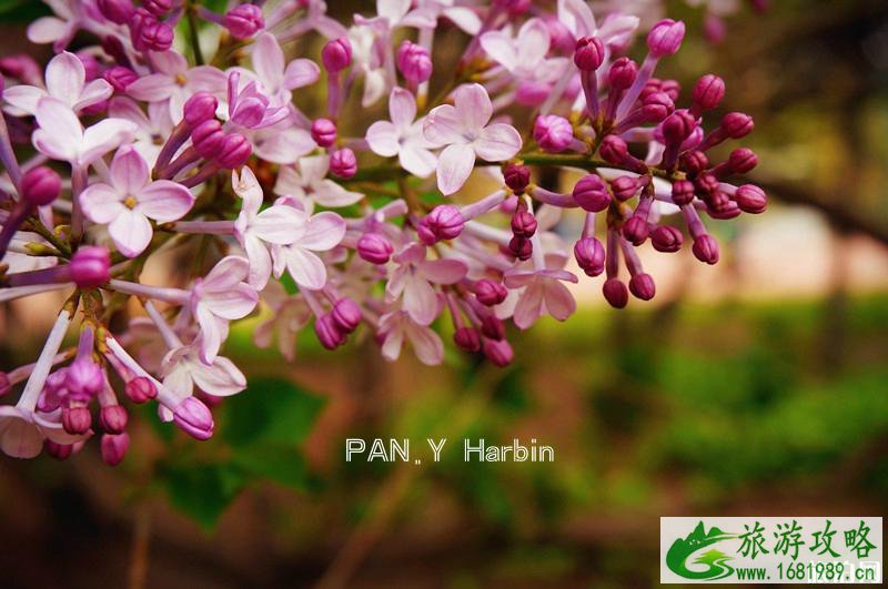 法源寺丁香花什么时候开 2022北京看丁香花的地方 法源寺丁香花什么时候开 2022北京看丁香花的地方