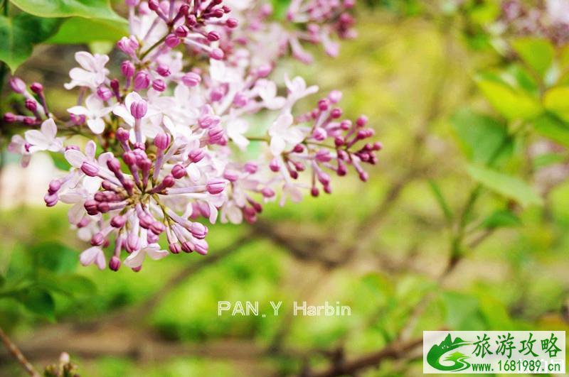 法源寺丁香花什么时候开 2022北京看丁香花的地方 法源寺丁香花什么时候开 2022北京看丁香花的地方