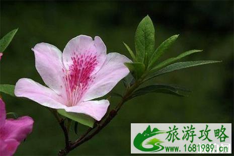 2022首届龙峪湾云巅杜鹃花节4月13日开启 附活动信息 2022首届龙峪湾云巅杜鹃花节4月13日开启 附活动信息