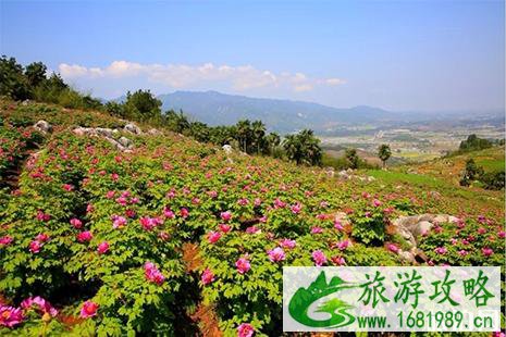 2022常宁西岭五门牡丹花节4月6日开启 交通攻略+最佳赏花点 2022常宁西岭五门牡丹花节4月6日开启 交通攻略+最佳赏花点