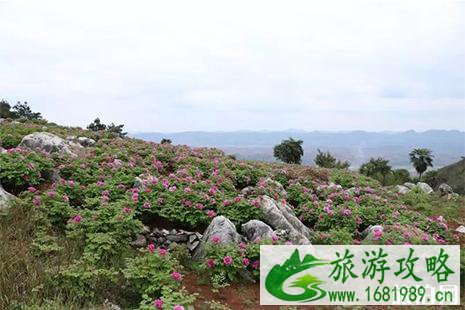 2022常宁西岭五门牡丹花节4月6日开启 交通攻略+最佳赏花点 2022常宁西岭五门牡丹花节4月6日开启 交通攻略+最佳赏花点