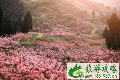 2022简阳桃花节时间+地址+活动介绍 2022简阳桃花节时间+地址+活动介绍