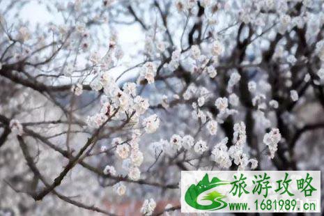 2022清明节去哪里赏花