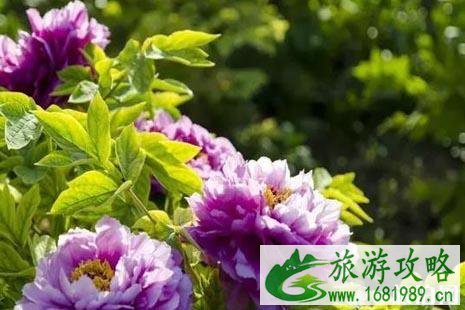 2022清明节去哪里赏花