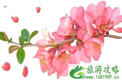 2022京郊赏花攻略 2022京郊赏花攻略