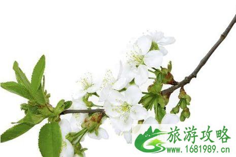 2022京郊赏花攻略 2022京郊赏花攻略